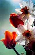 Gracieuset� de Photographie Louise Gigu�re