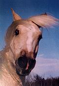 Gracieuset� de Photographie Louise Gigu�re