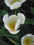 Gracieuset� de Photographie Louise Gigu�re