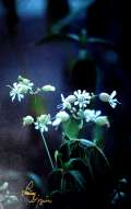 Gracieuset� de Photographie Louise Gigu�re
